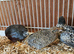 Group of 4,  Chinese painted button quail