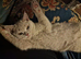 Ready to leave British Shorthair Kittens
