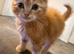 Male ginger kitten