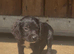 3 little boys left needing their forever homes!