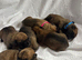 Chunky Presa Canario Puppies for sale
