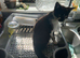 Male Kitten for Adoption