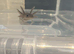Axolotls ready for homes - various morphs