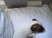 Jack Russell puppies