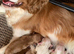 Licenced Breeder has a stunning F1 Cockalier puppies from fully health tested KC reg'd parents