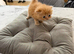 Beautiful Persian Kittens – Ready Soon