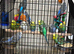 Baby budgies