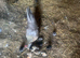 Bantam Hen and 9chicks