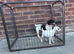 Jack Russel
