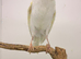 This year white canary male very tall bird