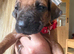 Rhodesian Ridgeback KC puppies