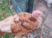 Turkey poults royal palm bourbon red Norfolk bronze and Norfolk black
