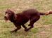 Gorgeous Chocolate Cocker Needs Permanent Loving Home