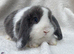 Mini lop last boy