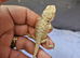 Baby bearded dragon babies and more ( Rescue ) Widnes Read details
