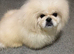 White male Pekingese