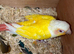 Lutino with split red factor breeder pair