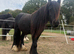 Bear cob colt