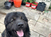 Caucasian shepherd x american akita urgent rehome