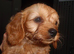 Cavapoos
