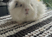 Bonded swiss boars
