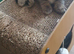 AVAILABLE NOW Pure breed Scottish fold tabby gold boy