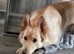 German shepherd Female