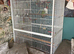 Young Indian ringneck parrot and cage