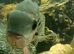 2 chocolate cichlids
