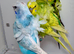 Helicopter budgies (hagoromo) for sale