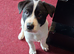 JAPANESE AKITA X STAFFIE PUPS