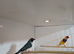 Hen gouldian finch