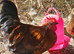 Cockerels Looking For Forever Homes