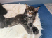 Maine coon