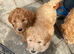 Golden Doodle Puppy females Ready now