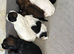 25%jack 75% shishzu beautiful pups
