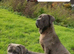 Pair of Cane Corso