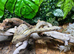 Ghost Nicaraguan Dwarf Boa at Birmingham Reptiles