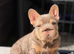 Isabella and tan female french bulldog