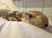 Savannah monitor (female)