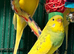 Young Indoor-Raised Budgies perfect pets Cheshire