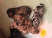 Miniature Wirehaired Dachshund Puppies. KC Reg.