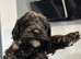 Cavapoo puppies for sale