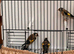 2 male goldfinches fit and healthy