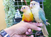 Young Hand-Reared Green Cheek & Yellow-Sided Conure Babies Available