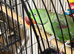 Baby Alexandrine parrot