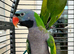 Derbyan lord derby parakeet