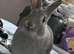 2 rabbits