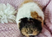 Sow trio available