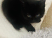 Beautiful Kittens for Sale